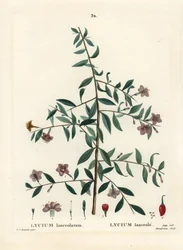 Goji-marja tai kiinalainen susimarja, Lycium barbarum (Lycium lanceolatum). Du Ruisseaun käsinvärinen pistekaiverrus Pierre-Joseph Redouten kuvituksen jälkeen Henri Louis Duhamel du Moncelin teoksesta Treat des Arbres et Shrustes, Pariisi