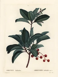 Kreikkalainen mansikkapuu, Arbutus andrachne. Moretin käsinvärinen pistekaiverrus Pierre-Joseph Redouten piirustuksen jälkeen Henri Louis Duhamel du Moncelin teoksesta Treat des Arbres et Shrustes, Pariisi