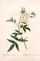 Hampunlehtinen valkoinen ruusu, Rosa alba var. cannabifolia, valkoinen ruusu hampunlehdillä. Käsinvärinen pistekuparikaiverrus Pierre Joseph Redouten teoksesta Les Roses, Paris