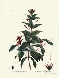Hummingbird fuksia, Fuchsia magellanica. Du Ruisseaun käsinvärinen pistekaiverrus Pierre-Joseph Redouten kuvituksen jälkeen Henri Louis Duhamel du Moncelin teoksesta Treat des Arbres et Shrustes, Pariisi