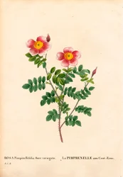 Hundred-Crowns Burnet ruusu, Rosa pimpinellifolia -lajike, La Pimprenelle aux Cent-Ecus. Käsinvärinen pistekuparikaiverrus Pierre Joseph Redouten teoksesta Les Roses, Paris