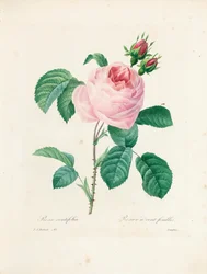 Langloisin kaivertama satalehtinen ruusu teoksesta "Kauneimpien kukkien ja kauneimpien hedelmien valinta", osa. I, 1827-33