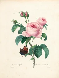 Satalehtinen ruusu, kaiverrettu Langlois, kauneimpien kukkien ja kauneimpien hedelmien valinta, osa. I, 1827-33