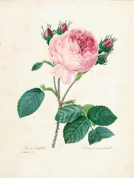 Satalehtinen ruusu, kauneimpien kukkien ja kauneimpien hedelmien valinta, osa. I, 1827-33