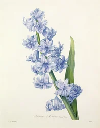 Hyacinthus orientalis (yleinen hyasintti), Victorin kaivertama kirjasta "Kauneimpien kukkien valinta", 1827
