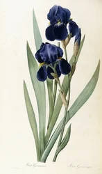 Iris saksalainen