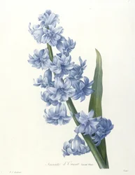 Idänhyasintti, sininen lajike, teoksesta Choix des plus belles fleurs et des plus beaux fruits, 1827