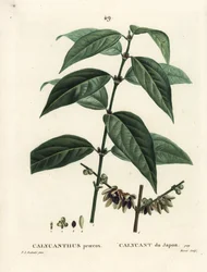 Japanilainen maustepippuri, Chimonanthus praecox (Calycanthus praecox). Moretin käsinvärinen pistekaiverrus Pierre-Joseph Redouten piirustuksen jälkeen Henri Louis Duhamel du Moncelin teoksesta Treat des Arbres et Shrustes, Pariisi