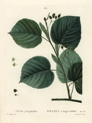 Isolehtinen lehmus, Tilia platyphyllos. Du Ruisseaun käsinvärinen pistekaiverrus Pierre-Joseph Redouten kuvituksen jälkeen Henri Louis Duhamel du Moncelin teoksesta Treat des Arbres et Shrustes, Pariisi