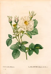 Lehtevä valkoinen ruusu Fleurysta, Rosa alba -lajikkeesta, la blanc foliaceee de Fleury. Käsinvärinen pistekuparikaiverrus Pierre Joseph Redouten teoksesta Les Roses, Paris