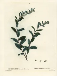 Nahkalehti, Chamaedaphne calyculata (Andromeda calyculata). Neiti Brenet