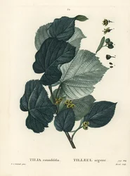 Lime puu, Tilia rotundifolia. Moretin käsinvärinen pistekaiverrus Pierre-Joseph Redouten piirustuksen jälkeen Henri Louis Duhamel du Moncelin teoksesta Treat des Arbres et Shrustes, Pariisi