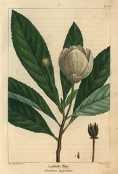 Loblolly Bay, Gordonia lasyanthus (kaiverrus)