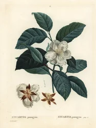 Malachodendron pentagynum (Stewartia tai Stuartia pentagyna). Käsinvärinen pistekaiverrus Pierre-Joseph Redouten piirustuksen jälkeen Henri Louis Duhamel du Monceaun teoksesta Treat des Arbres et Shrustes, Pariisi