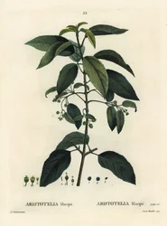 Maqui tai chileläinen viinimarja, Aristotelia chilensis (Aristotelia macqui). Aimeen käsinvärinen pistekaiverrus Pierre-Joseph Redouten kuvituksen jälkeen Henri Louis Duhamel du Moncelin teoksesta Treat des Arbres et Shrustes, Pariisi