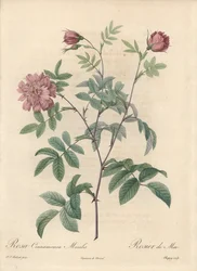 Toukokuun ruusu tai kaneliruusu - Eau forte de Chapuy, Pierre Joseph Redouten (1759-1840) kuvituksesta, ote Les Rosesista