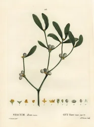 Misteli, Visum-albumi. Neiti Brenet