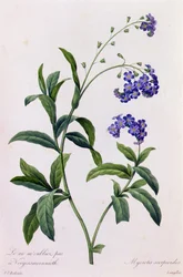 Myosotis Scorpiodes (värillinen kaiverrus)
