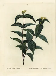 Pohjoinen pensaskuusama, Diervilla lonicera (Lonicera diervilla). Du Ruisseaun käsinvärinen pistekaiverrus Pierre-Joseph Redouten kuvituksen jälkeen Henri Louis Duhamel du Moncelin teoksesta Treat des Arbres et Shrustes, Pariisi