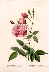 Vanha poskiruusu, Rosa chinensis, tavallinen intialainen ruusu. Käsinvärinen pistekuparikaiverrus Pierre Joseph Redouten teoksesta Les Roses, Paris
