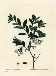 Pyreneiden kuusama, Lonicera pyrenaica. Tessaertin käsinvärinen pistekaiverrus Pierre-Joseph Redouten kuvituksen jälkeen Henri Louis Duhamel du Moncelin Treat des Trees et Shrustesista, Pariisista