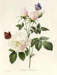 Rosa: Bengale the Hymenes, teoksesta "Les Roses", 1800-luku