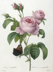 Rosa Centifolia, satalehtinen ruusupensas, teoksesta Choix Des Plus Belle Fleurs et des Plus Beaux Fruits, 1827