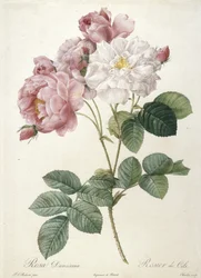 Rosa Damascena, Rosier de Cels, Les Roses, 1817-24 (käsinvärinen pistekaiverrus)
