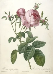 Rosa centifolia foliacea, Rosier a cent feuilles, lehti, Les Roses, 1817-24 (käsinvärinen pistekaiverrus)