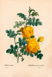 Ruusu rikki, Rosa hemisphaerica, keltainen ruusu rikki. Käsinvärinen pistekuparikaiverrus Pierre Joseph Redouten teoksesta Les Roses, Paris