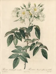 Myskiruusu, kaksinkertaiset kukat - Charlinin etsaus, Pierre Joseph Redouten (1759-1840) kuvituksesta, ote Les Rosesista