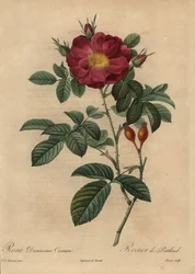 Punainen ruusu, Rosa damascena