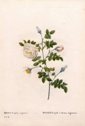 Hopeakukkainen ruusu hispid, Rosa tomentosa lajike, Pink Rose hopeakukkailla. Käsinvärinen pistekuparikaiverrus Pierre Joseph Redouten teoksesta Les Roses, Paris