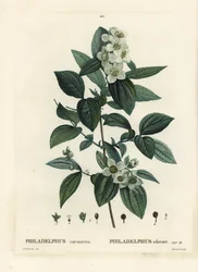 Makea pila-oranssi, englantilainen dogwood, Philadelphus coronarius. Tassaertin käsinvärinen pistekaiverrus Pierre-Joseph Redouten kuvituksen jälkeen Henri Louis Duhamel du Moncelin Treat des Trees et Shrustesista, Pariisista