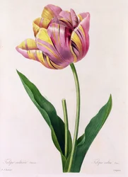 Tulipa Culta (värillinen kaiverrus)