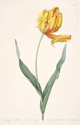 Tulipa Gesneriana var. Lohikäärmeen papukaija tulppaani, 1816.