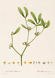 Viscum white L. Misteli, c1800-1830.
