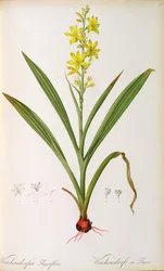 Wachendorfia Thyrsiflora, 