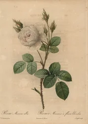 Valkokaaliruusu, Rosa muscosa alba