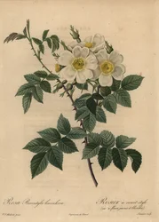 Valkoinen koiraruusu, Rosa stylosa