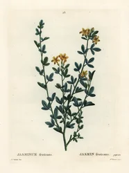 Villi tai keltainen Jasmine, Jasminum fruticans. Neiti Brenet