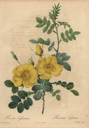Keltainen ruusu, Rosa eglanteria