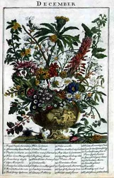 Joulukuu, Robert Furberin (n. 1674-1756) "The Flower Garden Displayed" -teoksesta, kaiverruksesta James Smith, pub. 1732 (värinen kaiverrus)