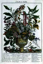Tammikuu, Robert Furberin (n. 1674-1756) teoksesta "The Flower Garden Displayed", kaiverrus James Smith, pub. 1732 (värinen kaiverrus)