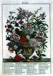 heinäkuuta, Robert Furberin (n. 1674-1756) "The Flower Garden Displayed" -teoksesta, kaiverrus James Smith, pub. 1732 (värinen kaiverrus)