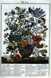 toukokuuta, Robert Furberin (n. 1674-1756) teoksesta "The Flower Garden Displayed", kaiverrettu James Smith, pub. 1732 (värinen kaiverrus)