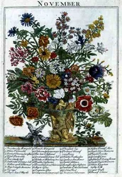 marraskuuta, Robert Furberin (n. 1674-1756) teoksesta "The Flower Garden Displayed", kaiverrus James Smith, pub. 1732 (värinen kaiverrus)