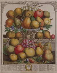 Joulukuu, teoksesta "Twelve Months of Fruits", Robert Furber (n. 1674-1756), kaiverrus Henry Fletcher, 1732 (värikaiverrus)