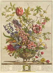 Helmikuu, Robert Furberin (n.1674-1756) teoksesta `Twelve Months of Flowers