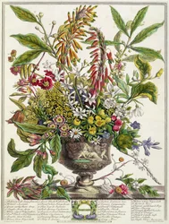 Tammikuu, teoksesta "Twelve Months of Flowers", Robert Furber (n. 1674-1756), kaiverrus Henry Fletcher (värikaiverrus)